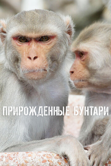 Постер тв-шоу Прирожденные бунтари 2018 года Постер тв-шоу Прирожденные бунтари 2018 года