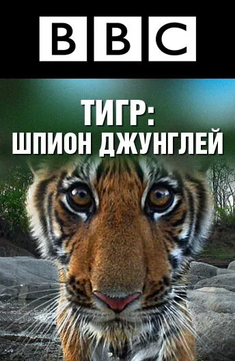 BBC: Тигр – шпион джунглей (сериал, 2008) BBC: Тигр – шпион джунглей (сериал, 2008)