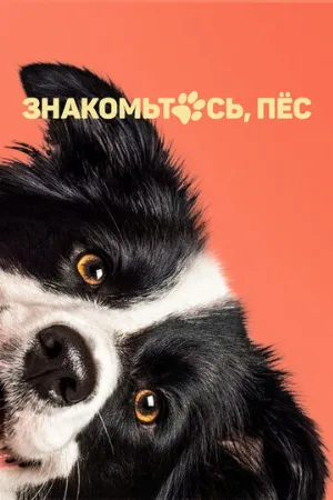 Знакомьтесь, пёс (фильм, 2022)