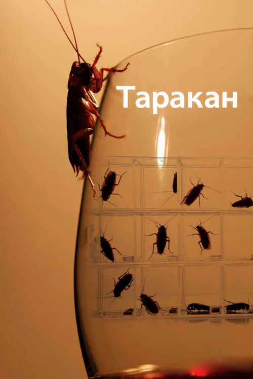 Таракан (тв-шоу, 2010) Таракан (тв-шоу, 2010)