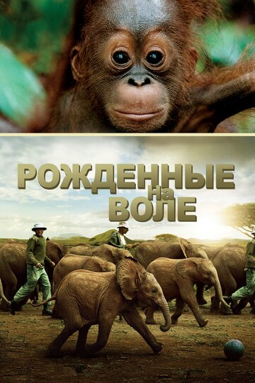Рожденные на воле (фильм, 2011) Рожденные на воле (фильм, 2011)