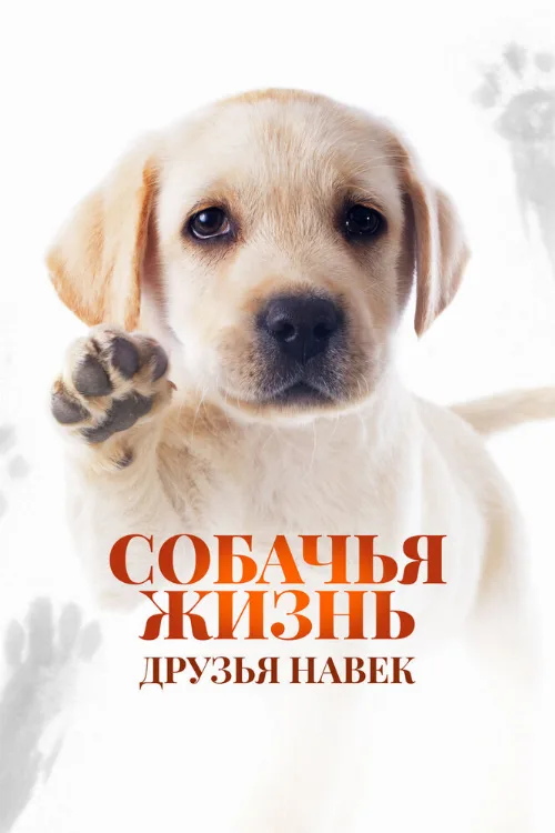 Собачья жизнь: Друзья навек (фильм, 2023) Собачья жизнь: Друзья навек (фильм, 2023)
