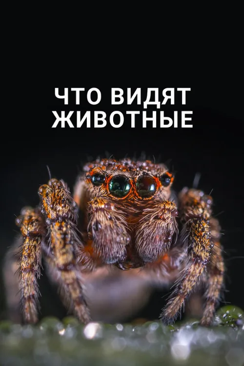 Что видят животные (фильм, 2018) Что видят животные (фильм, 2018)
