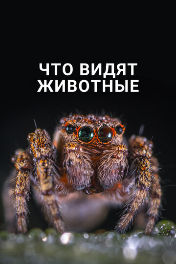 Что видят животные (фильм, 2018)