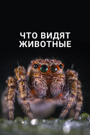 Что видят животные (фильм, 2018)