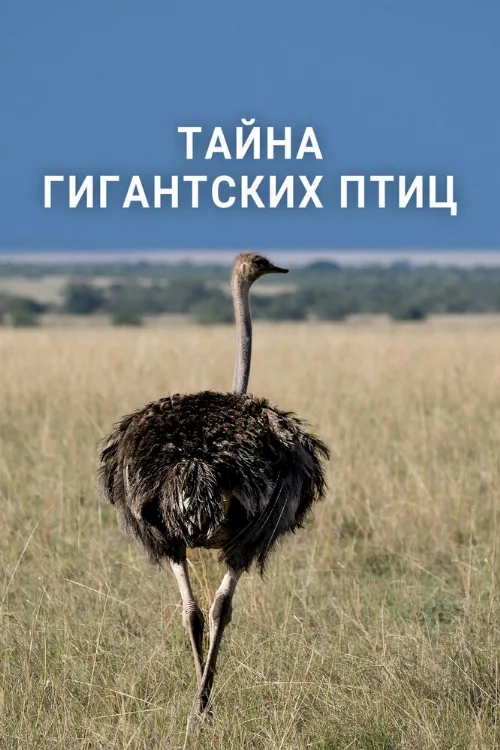 Тайна гигантских птиц (фильм, 2024) Тайна гигантских птиц (фильм, 2024)
