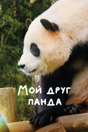 Мой друг панда (фильм, 2024)