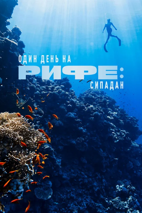 Один день на рифе: Сипадан (фильм, 2024) Один день на рифе: Сипадан (фильм, 2024)