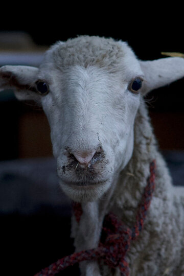 Мистер Баран