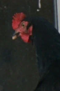 Эникё